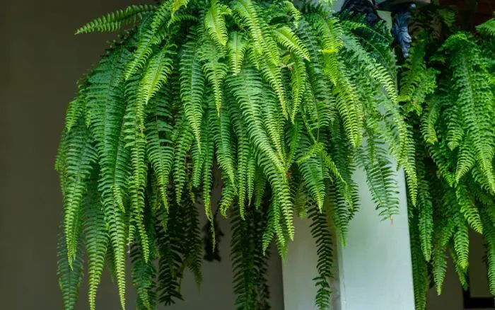 A samambaia espada prospera em locais sombreados, protegidos do frio intenso. Samambaia espada cultivada em varanda, crescendo em um vaso suspenso em forma de cuia.
