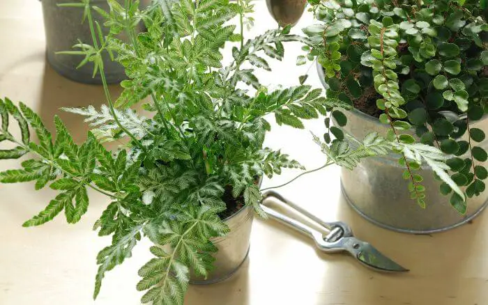 A samambaia prateada é um dos tipos mais indicados para decorar espaços pequenos e úmidos como os banheiros. Samambaia prateada crescendo em vaso, decorando sala de estar bem iluminada.