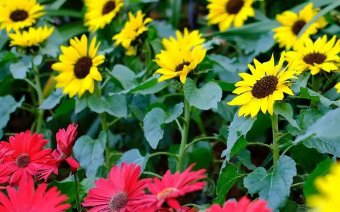 Espécies-de-girassol-com-flores-amarelas-e-flores-vermelhas