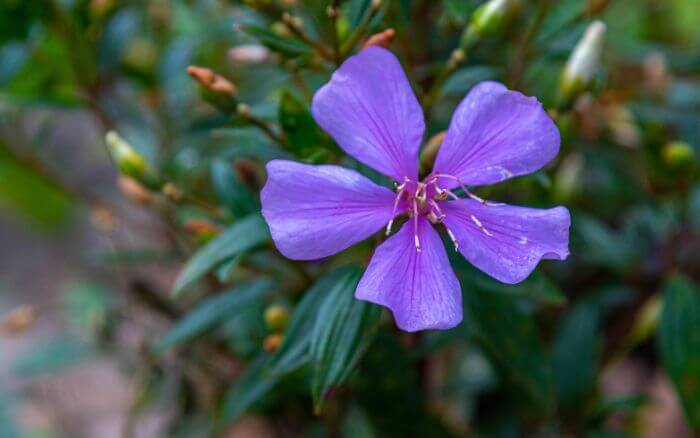 A identificação do manacá-da-serra pode ser feita pelas suas folhas opostas, ovais e verde-escuras. Manacá da Serra, uma planta tradicional em lares do Brasil, muito por seu fácil cultivo e beleza extrema.