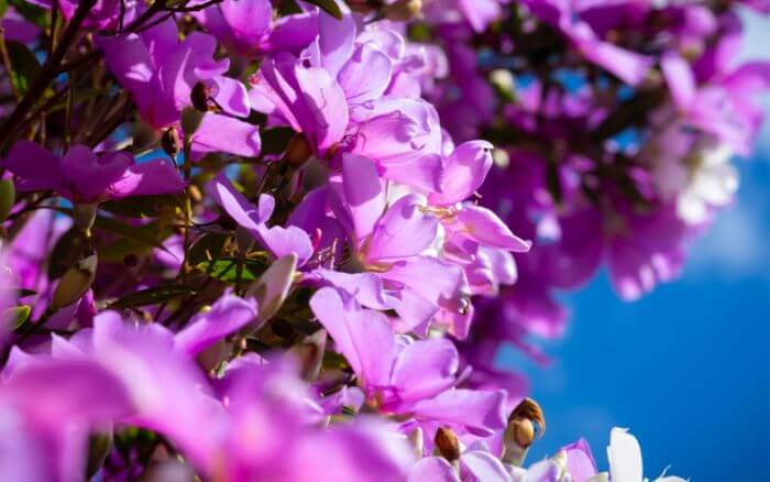 Comparado a outras espécies, o manacá-da-serra se destaca por suas folhas mais alongadas e menos serrilhadas. Flores do Manacá da serra anão em detalhes.