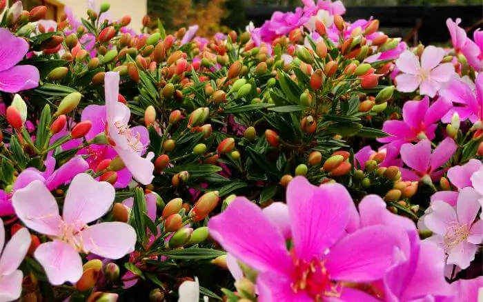 Explore o uso do manacá-da-serra-anão em projetos de paisagismo sustentável e de baixa manutenção. Manacá da serra anão com flores em close-up.