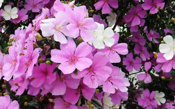 Saiba tudo sobre o cultivo do manacá-da-serra em jardins ou vasos: solo adequado, rega e poda. Manacá da serra com flores rosas e brancas em um mesmo galho.