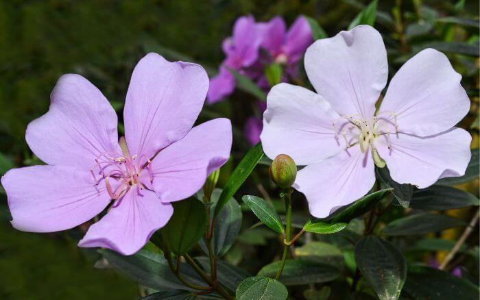 A floração ocorre no inverno, tornando o manacá da serra anão fácil de reconhecer pelo colorido vibrante. Todas as espécies de Manacá da Serra são capazes de produzir flores de três cores diferentes ao mesmo tempo.