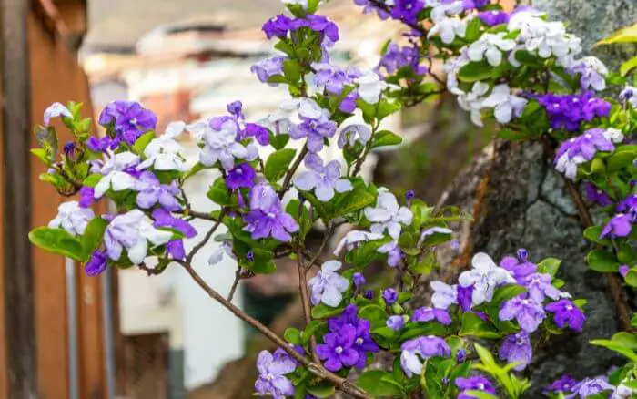 As flores do manacá de cheiro enchem o ambiente com cores vivas e aromáticas durante a primavera. Manacá de cheiro, ou manacá de jardim, uma das espécies mais cultivadas de Manacá da Serra.