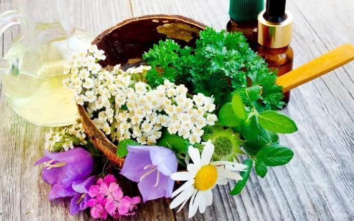 O uso de plantas medicinais não é indicado para, gestantes, lactantes, crianças e pessoas com doenças pré-existentes.. Camomila e outras flores de uso medicinal ao lado de medicamentos fitoterapêuticos.