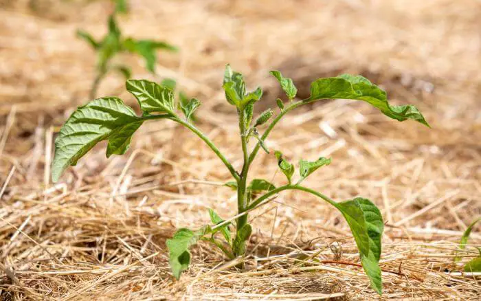 Cada planta tem necessidades específicas, fique atento as características do seu cultivo para identificar se suas plantas estão sofrendo com o calor excessivo. Muda de tomateiro cultivada diretamente no solo, protegida do calor excessivo com o uso de cobertura morta.