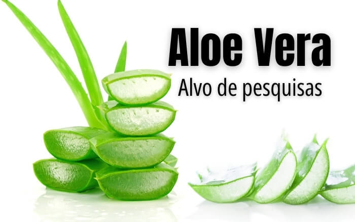 Imagem da polpa suculenta de uma folha de Aloe Vera, parte da planta que no Brasil é conhecida como gel de babosa, substancia vegetal rica em propriedades medicinais.