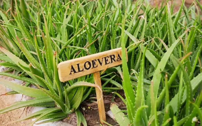 Cultivo Caseiro de Aloe Vera.