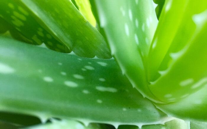 Caule central da planta Aloe Vera em close up.