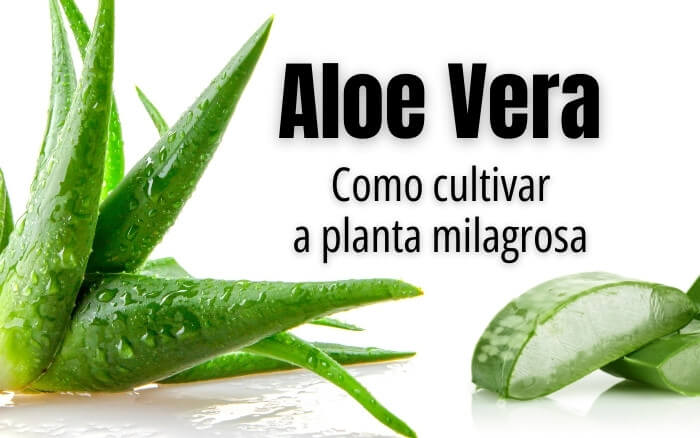 Muda de Aloe Vera sobre fundo branco, com o texto: Como cultivar a planta milagrosa. Fazendo alusão aos benefícios curativos do Gel de Babosa.