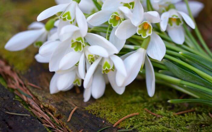Flor-Snowdrop Flor-Snowdrop-representa-renovacao-e-esperanca-usada-para-nomear-o-k-drama-coreano-Snowdrop-por-seus-simbolismos