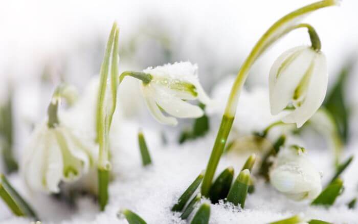 Significado-da-flor-Snowdrop-no-K-drama-Snowdrop Flor-Snowdrop-seus-simbolismos-figuram-no-titulo-e-na-historia-do-k-drama-Snowdrop-dando-profundidade-aos-personagens