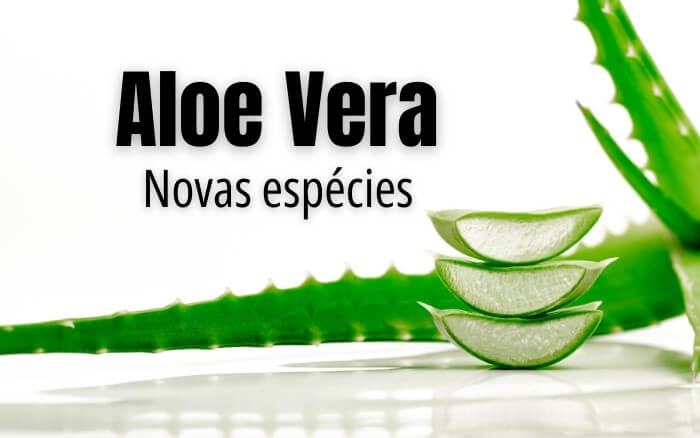 Imagem de uma folha de Aloe Vera em ponto de colheita, ao lado do texto: Aloe Vera novas espécies. Fazendo alusão as cultivares de Aloe Vera com melhoramento genético que vem sendo desenvolvidas para otimizar o cultivo da planta.