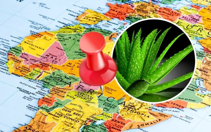 Mapa da África com um planta Aloe Vera em destaque sobre ele.
