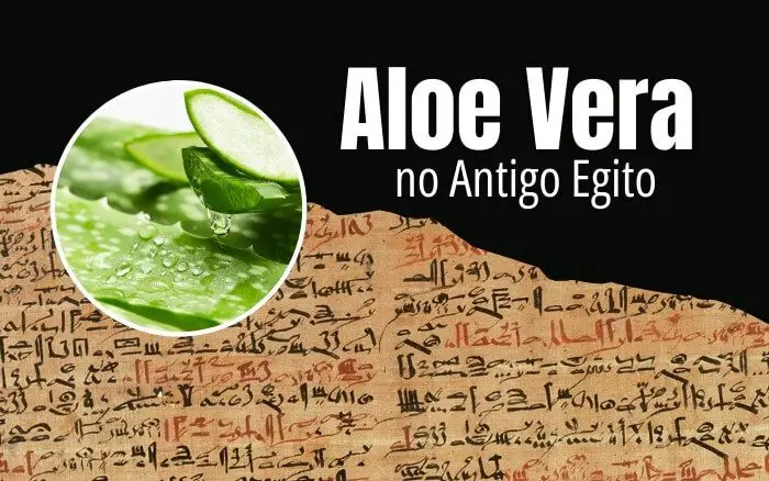 imagem do Papiro de Ebers, texto médico do antigo Egito que contém mais de setenta receitas sobre o uso medicinal da Aloe Vera.
