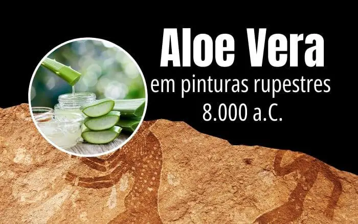 Uso medicinal da Aloe Vera retratado em pinturas rupestres africanas.