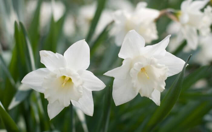 Narcisos-brancos-em-Jardim
