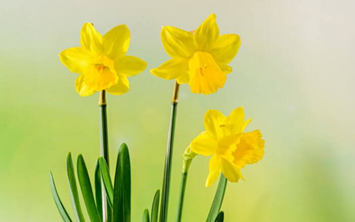Flores-de-Narciso-em-close-up