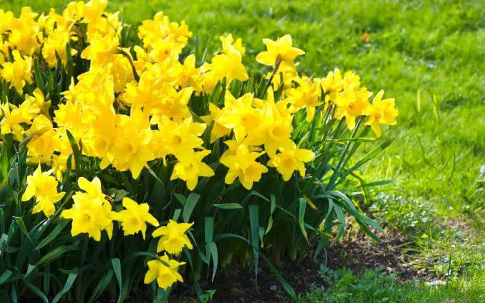 Narcisos-floridos-em-jardim