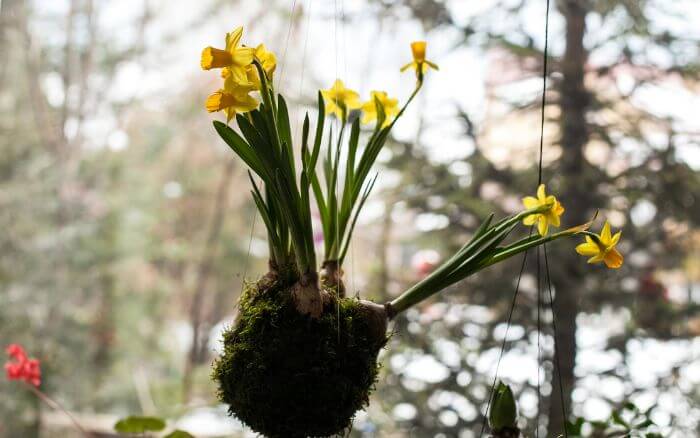 Kokedama-de-Narcisos