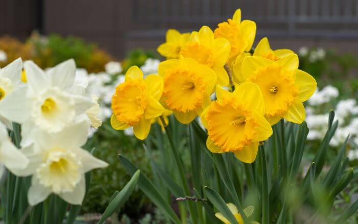 Flores-de-narciso-brancas-e-amarelas-em-um-jardim-de-flores