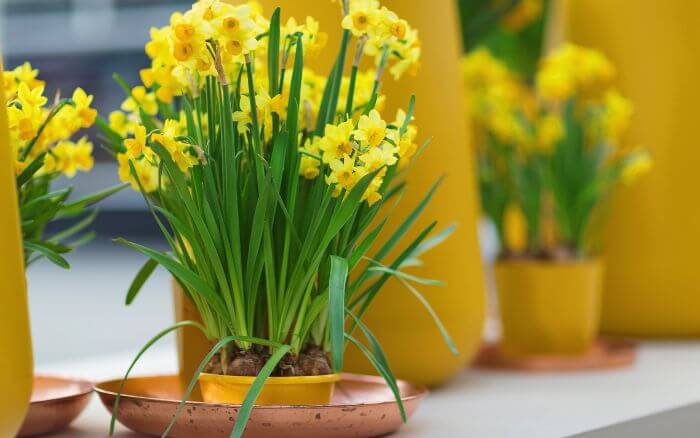 Narcisos-floridos-cultivados-em-vaso-em-ambiente-interno