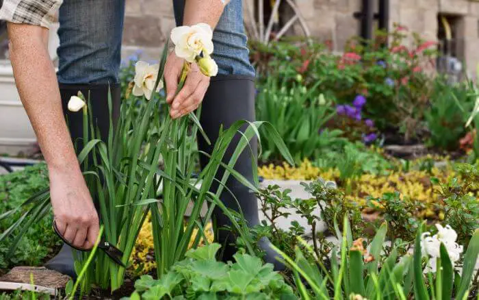 Pessoa-podando-flores-murchas-de-Narciso-em-jardim-de-flores