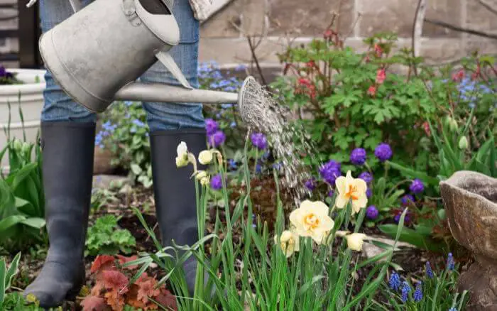 Pessoa-regando-Narcisos-no-jardim