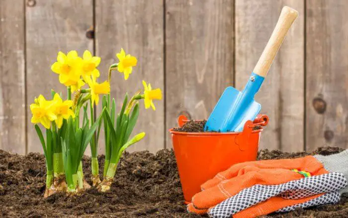 Narcisos-desenvolvidos-e-com-floração-e-brotos-de-floressendo-plantados-no-jardim