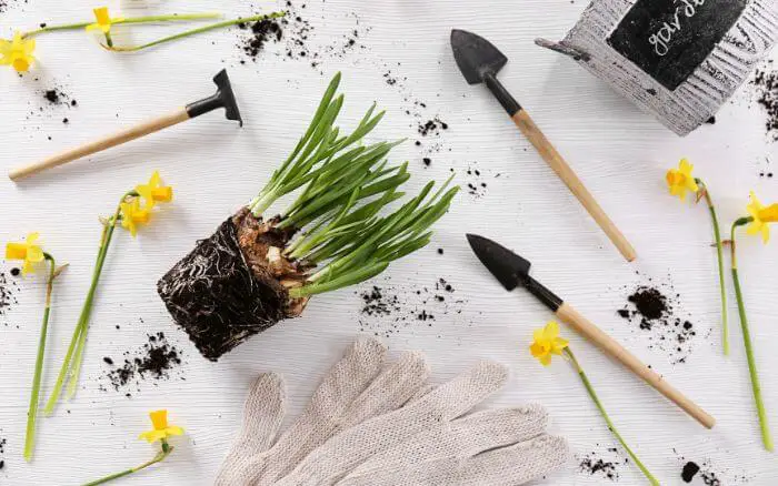 Bulbos-de-Narciso-bem-desenvolvido-e-com-folhas-sendo-transplantado