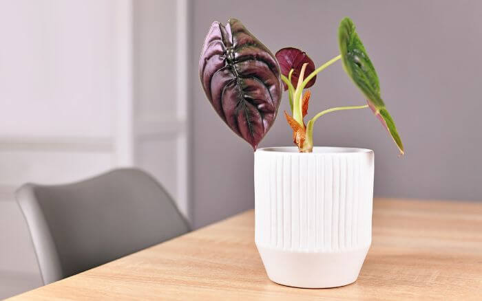 Alocasia Azlanii decorando ambiente interno.