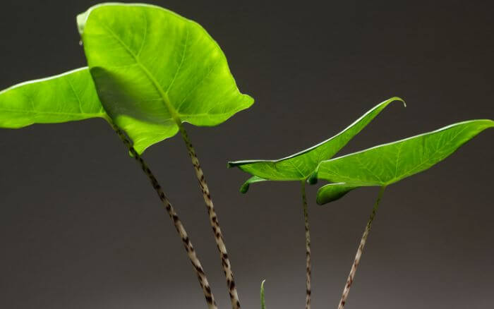 Alocasia zebrina com pecíolos em close-up.