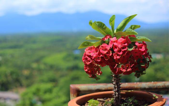 Euphorbia-milii-planta-Coroa-de-Cristo-com-muitas-flores-e-espinhos-protuberantes-crescendo-em-vaso-