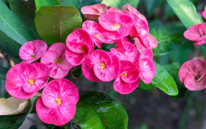 Planta-Coroa-de-Cristo-com-flores