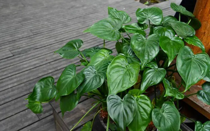 Alocasia cucullata decorando varanda com piso de madeira.
