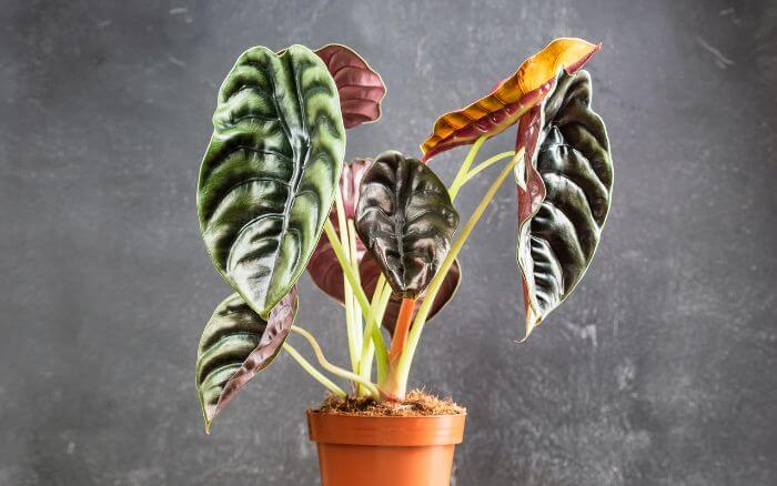 Alocasia Cuprea crescendo em vaso de plástico, usada em decoração interna.