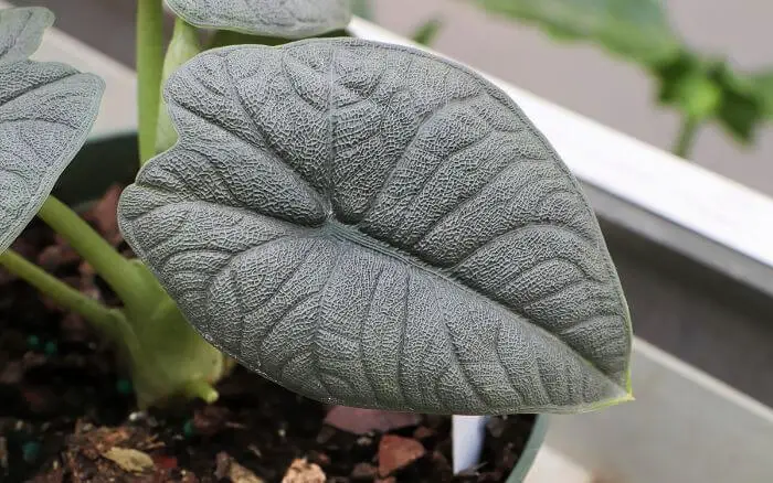 Alocasia Melo 'Rhino Skin com close-up nas folhas da planta crescendo em ambiente interno próximo a janela.