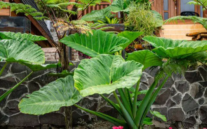 Alocasia Orelha de Elefante, usada em decoração externa em área sombreada.