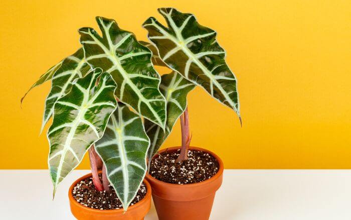 Alocasia Polly em vaso de cerâmica sobre fundo de cor laranja.