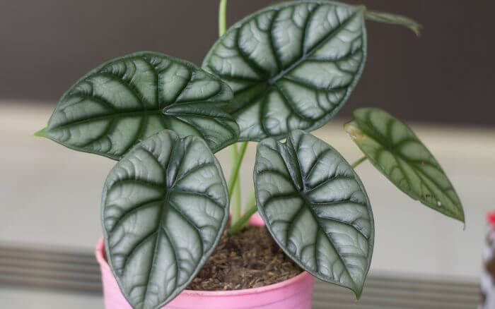 Alocasia saudável crescendo em vaso cor de rosa em ambiente interno.