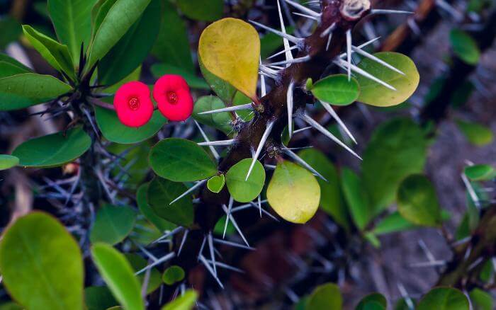 os-espinhos-da-coroa-de-cristo-circundam-e-preenchem-todos-os-seus-ramos-como-um-lembrete-que-apesar-da-delicadeza-das-flores-a-euphorbia-milii-é-uma-suculenta-tóxica coroa-de-cristo-com-espinhos-e-folhas-em-destaque-e-apenas-um-par-de-flores-vermelhas