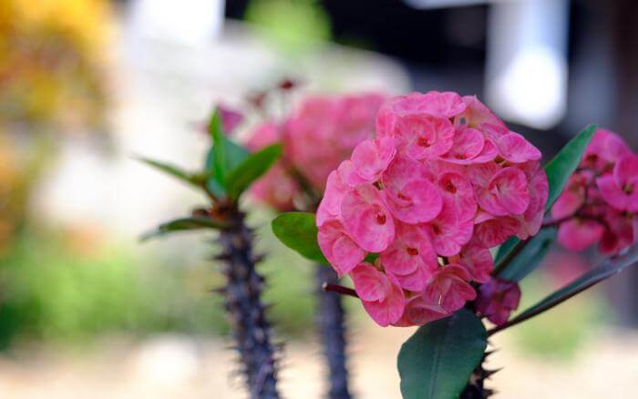 os-cuidados-com-a-coroa-de-cristo-são-pouca-rega-solo-permeavel-com-acidez-moderada-e-adubação-duas-vezes-ao-ano coroa-de-cristo-com-galho-repleto-de-espinhos-poucas-folhas-e-muitas-flores-rosadas-na-extremidade