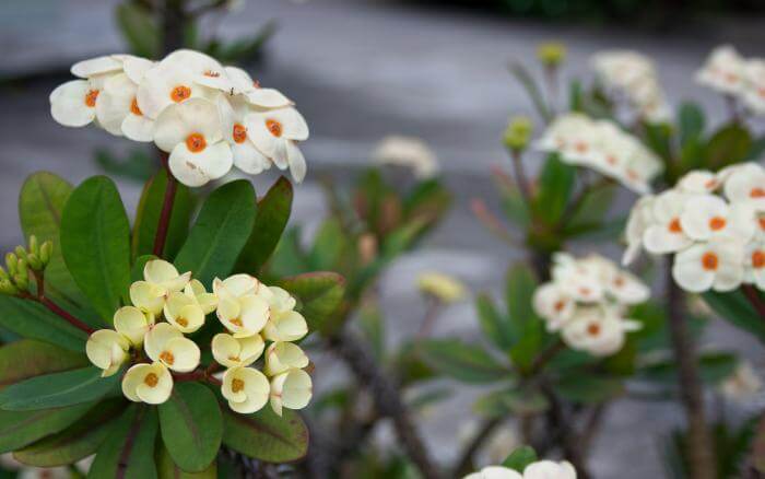Como-plantar-coroa-de-cristo-passo-a-passo plantas-coroa-de-cristo-em-jardim-ornamental-com-flores-verdes-brancas-e-amarelas
