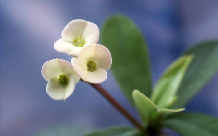 as-folhas-e-flores-da-coroa-de-cristo-são-delicadas-apesar-da-planta-ser-extremamente-resistente-e-possuir-aparencia-rústica coroa-de-cristo-com-flores-brancas-e-folhas-em-close-up