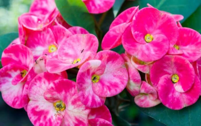a-poda-da-coroa-de-cristo-deve-ser-feita-com-ferramentas-para-jardinagem-próprias-para-poda-de-ramos-semilenhosos coroa-de-cristo-com-flores-rajadas-de-branco-e-rosa-e-pequenas-formigas-andando-sobre-elas