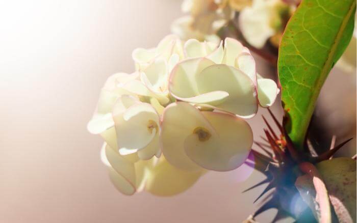 A-coroa-de-cristo-pode-ser-adubada-com-adubos-orgânicos-ou-inorgânicos coroa-de-cristo-com-um-buquê-de-flores-brancas-na-ponta-de-um-ramo-espinhoso