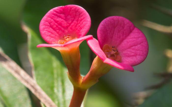 características-da-coroa-de-cristo-planta-suculenta-exótica-nativa-de-madagascar-com-flores-que-nascem-de-par-em-par coroa-de-cristo-com-par-de-flores-em-close-up-uma-das-características-classicas-da-espécie-euphorbia-milii