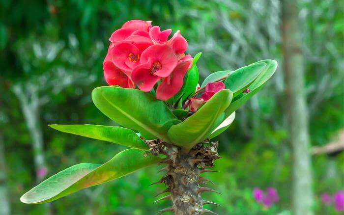 a-coroa-de-cristo-é-uma-planta-suculenta-e-não-precisa-ser-regada-com-frequencia coroa-de-cristo-florida-com-flores-vermelhas