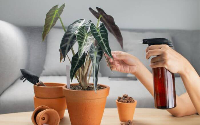 Pessoa limpando folhas de alocasia.